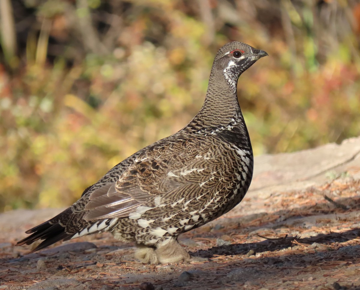 Spruce Grouse - ML643543628