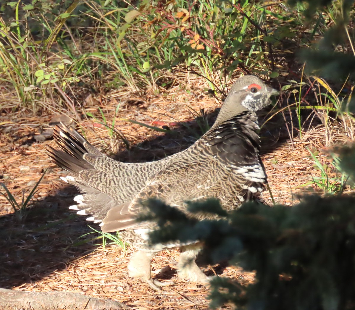 Spruce Grouse - ML643543629