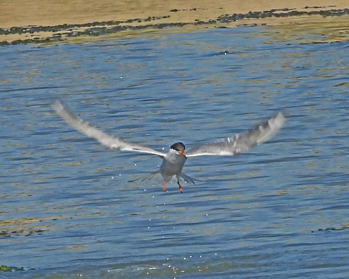 Common Tern - ML643543656