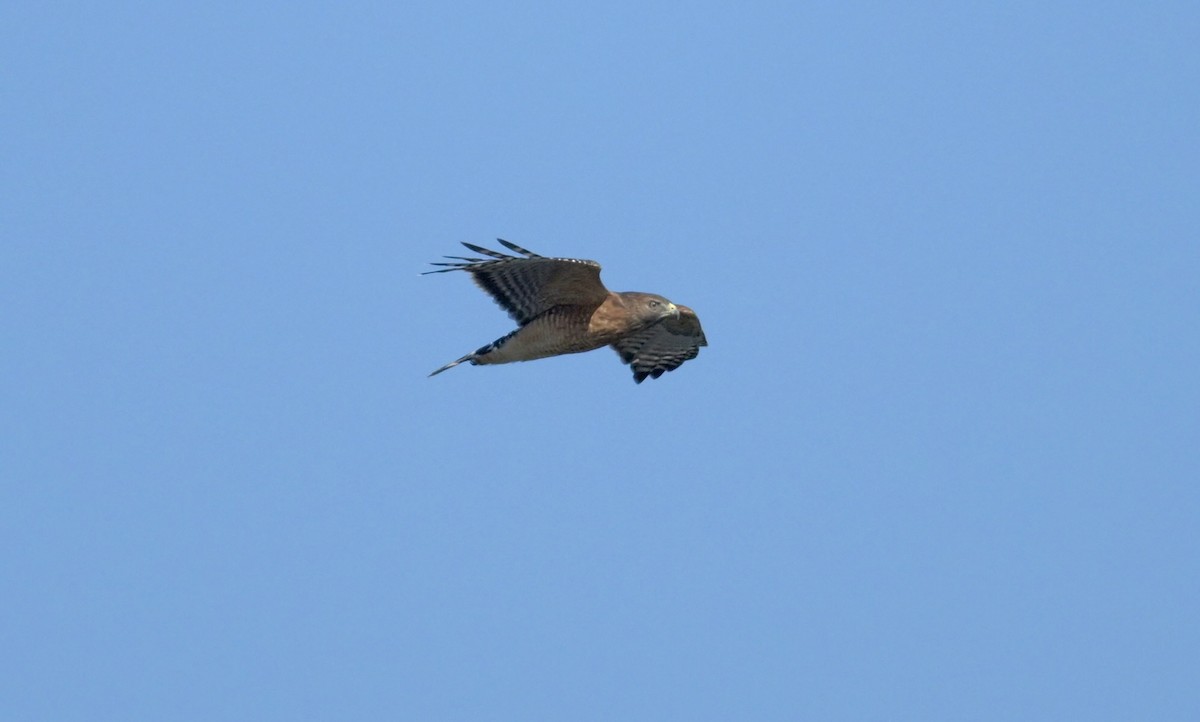 Red-shouldered Hawk - ML643543664