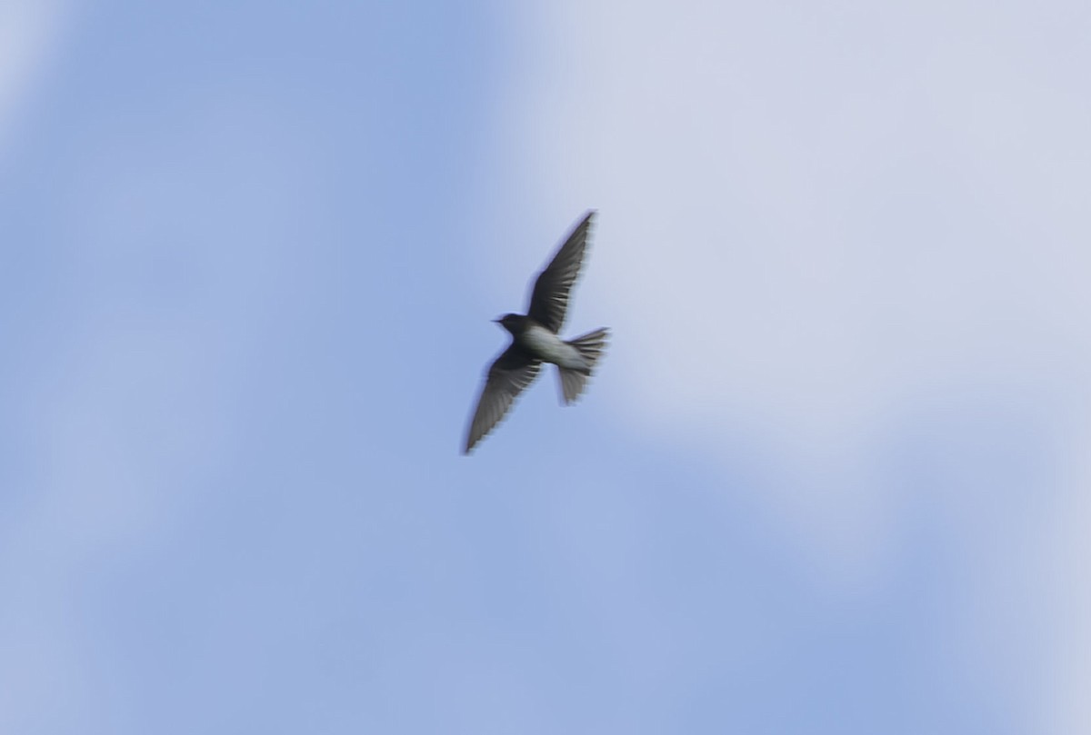Caribbean Martin - ML643543667