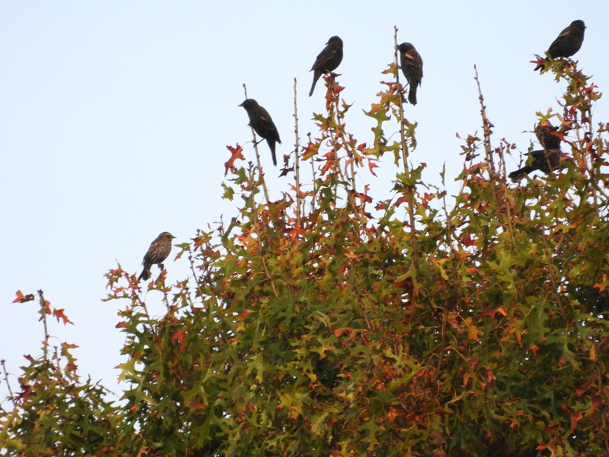 Red-winged Blackbird (Red-winged) - ML643543671