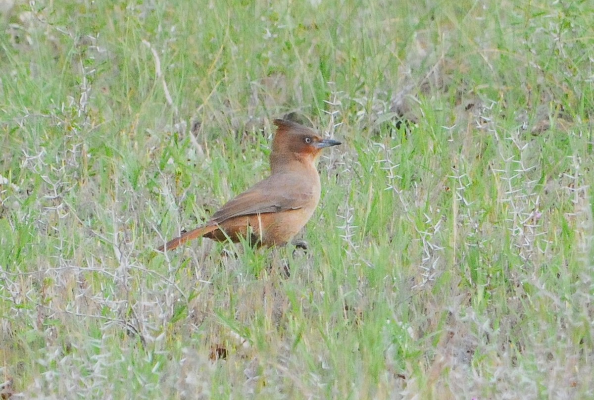 Brown Cacholote - ML643543675