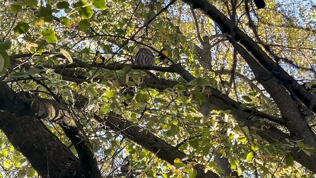Barred Owl - ML643543696
