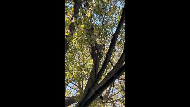 Barred Owl - ML643543697