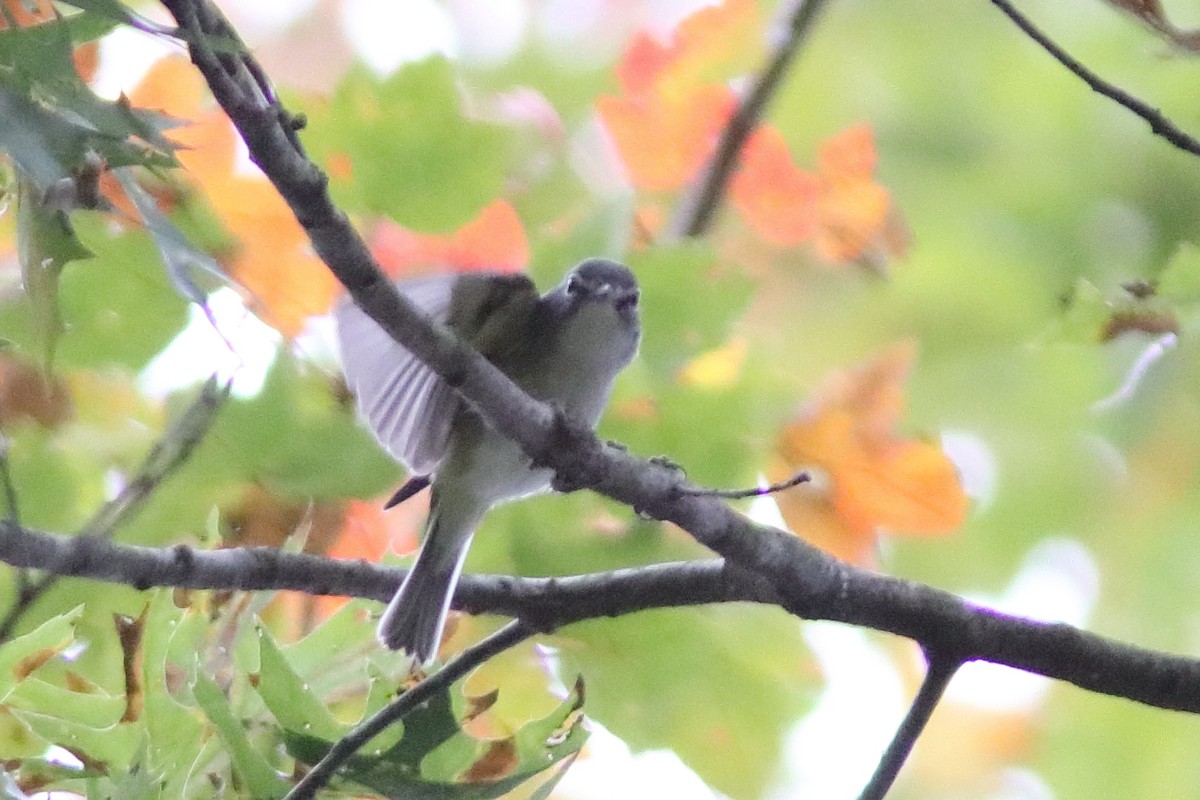 Blue-headed Vireo - ML643543705