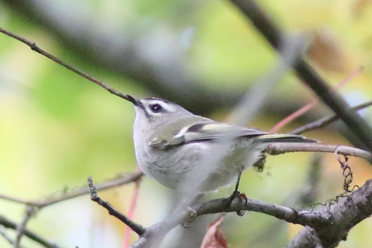 Golden-crowned Kinglet - ML643543707
