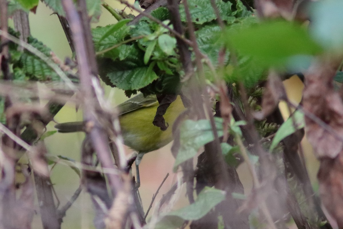 Nashville Warbler - ML643543714