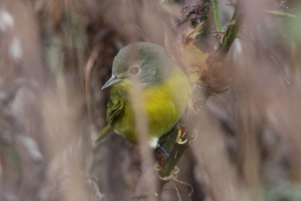 Nashville Warbler - ML643543715