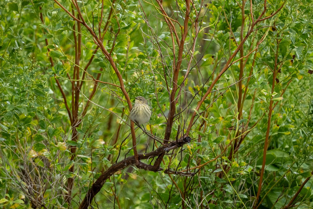 Paruline tigrée - ML643543727