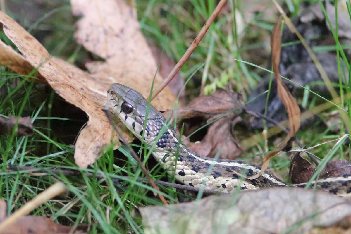 Eastern Garter Snake - ML643543728