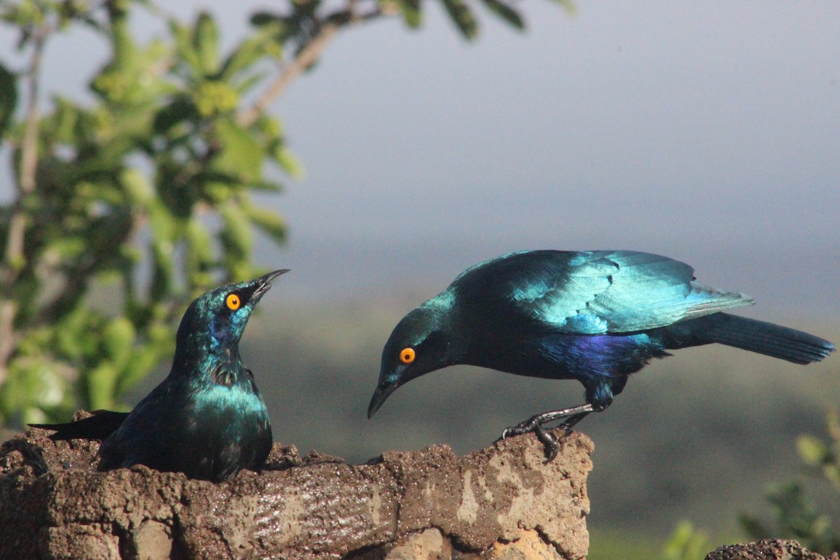Greater Blue-eared Starling - ML643543734