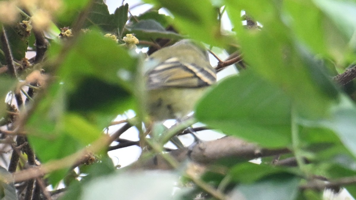 Buff-banded Tyrannulet - ML643543735