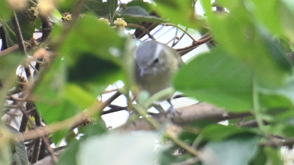 Buff-banded Tyrannulet - ML643543736