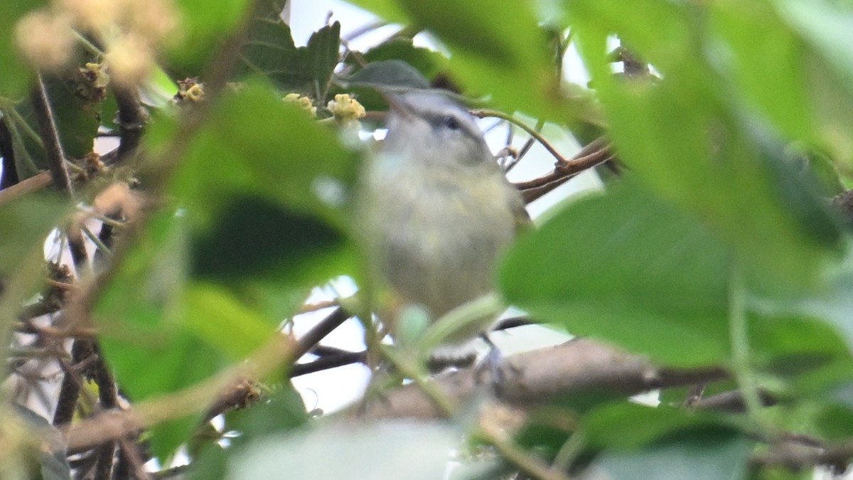 Buff-banded Tyrannulet - ML643543741