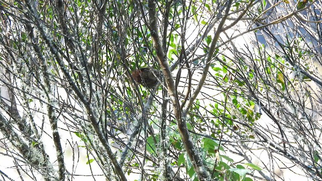 Light-crowned Spinetail - ML643543748
