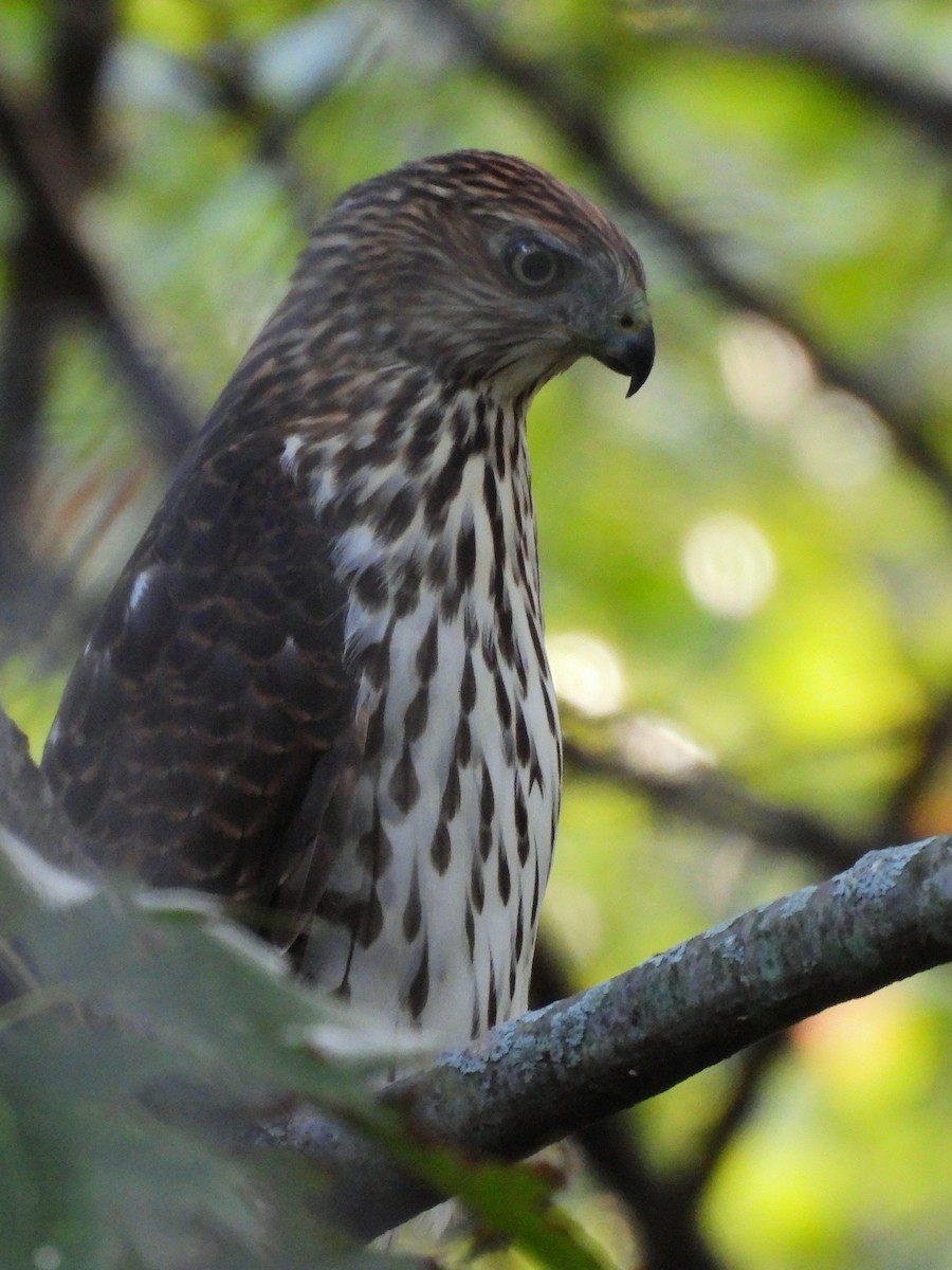 Cooper's Hawk - ML643543752
