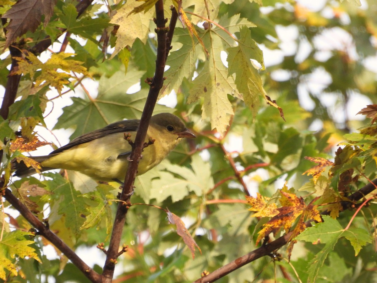 Scarlet Tanager - ML643543768
