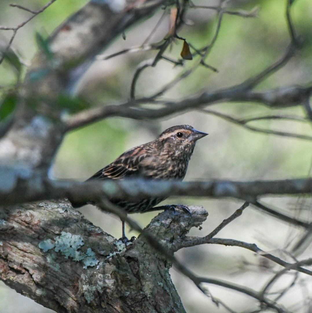 Red-winged Blackbird - ML643543772