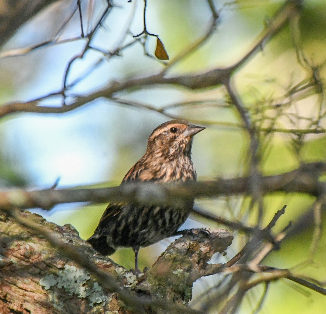 Red-winged Blackbird - ML643543773