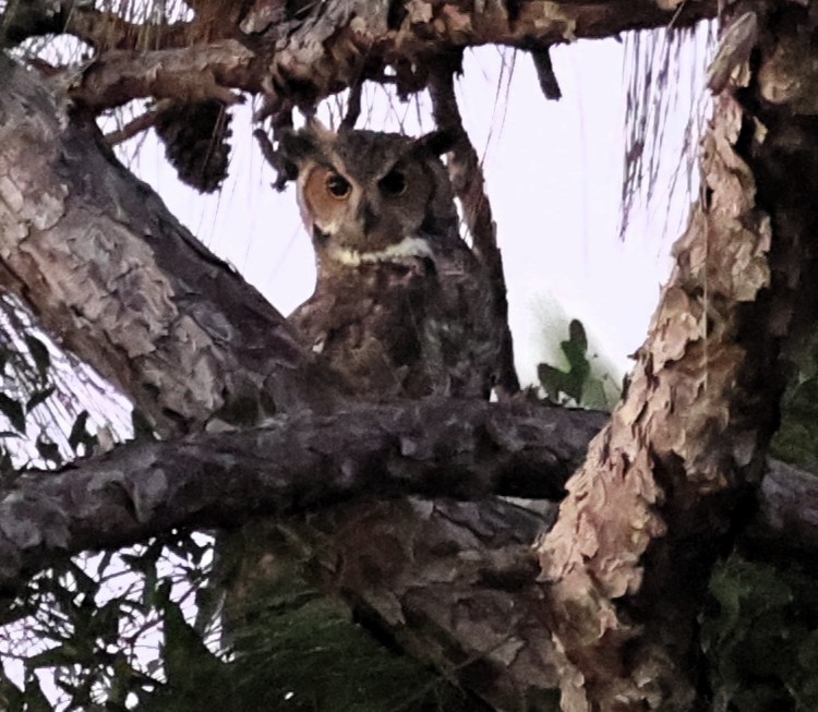 Great Horned Owl - ML643543776