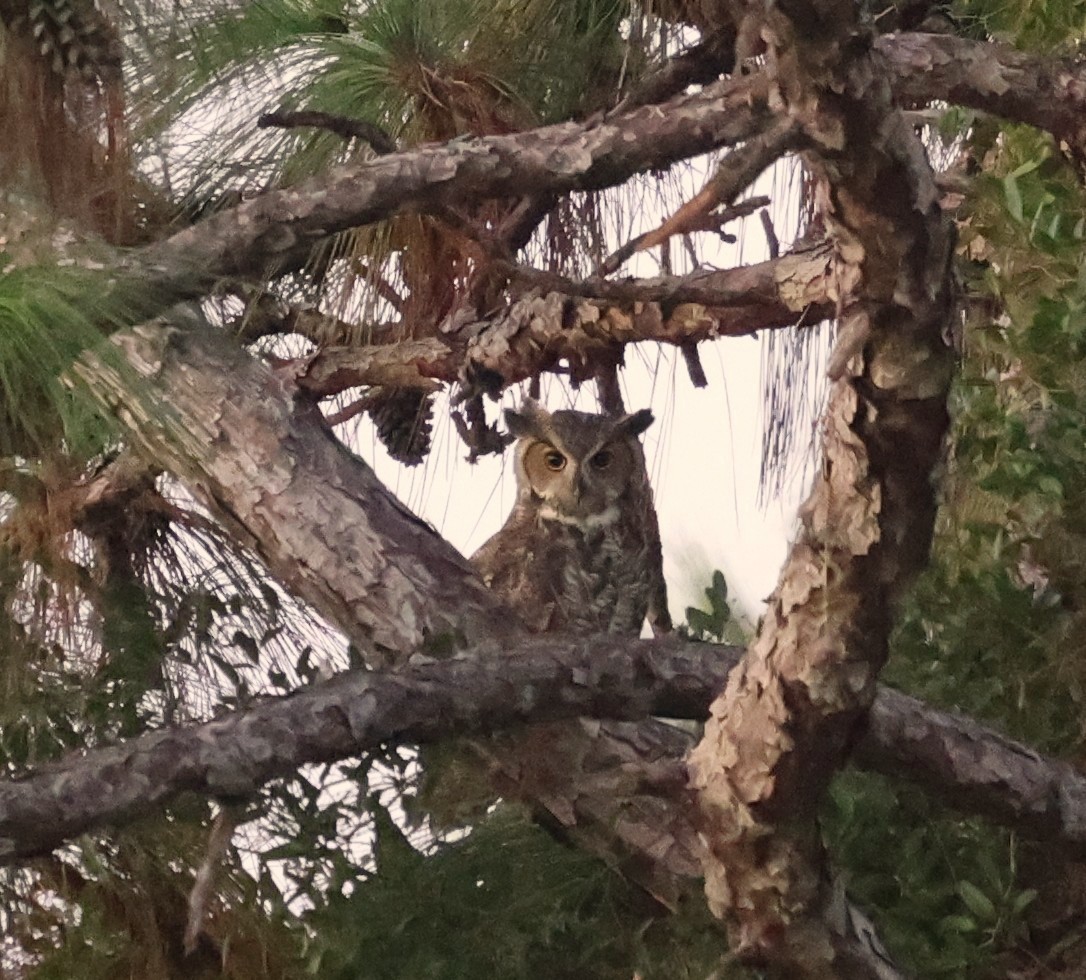 Great Horned Owl - ML643543777