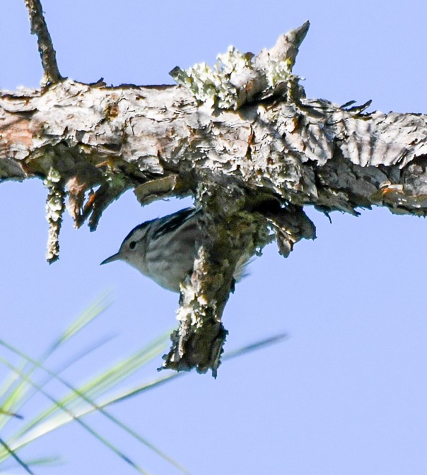 Black-and-white Warbler - ML643543783