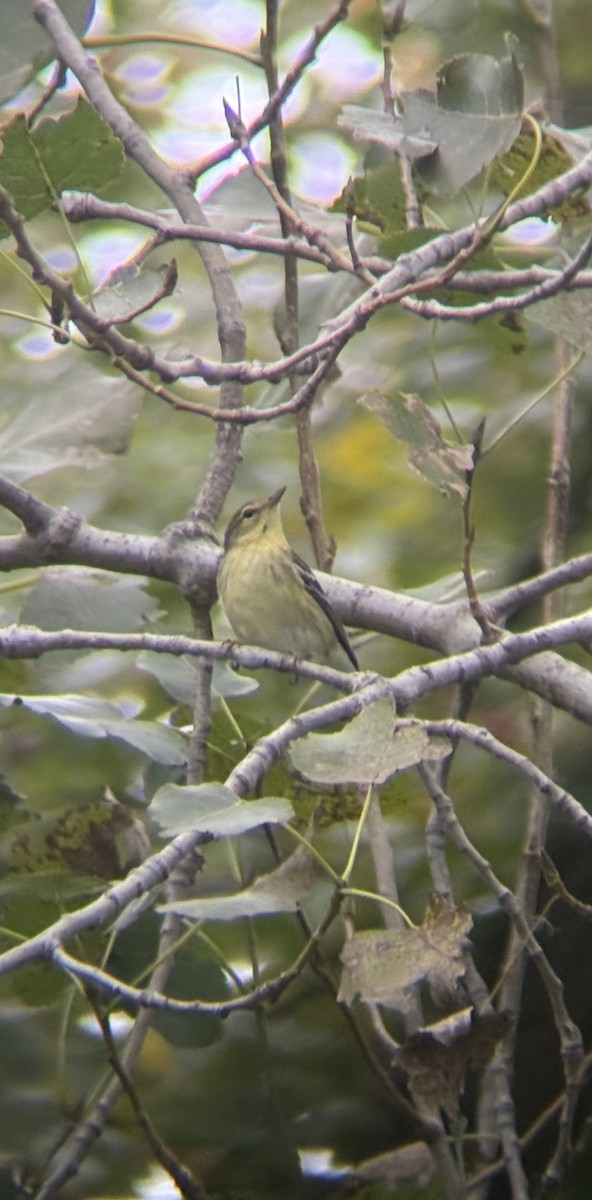 Blackpoll Warbler - ML643543784