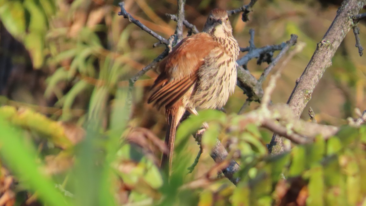 Brown Thrasher - ML643543799