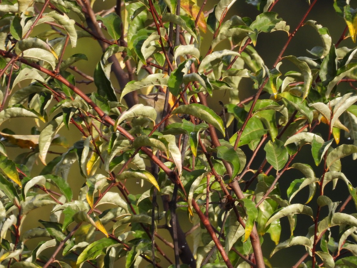 Kızıl Gözlü Vireo - ML643543803