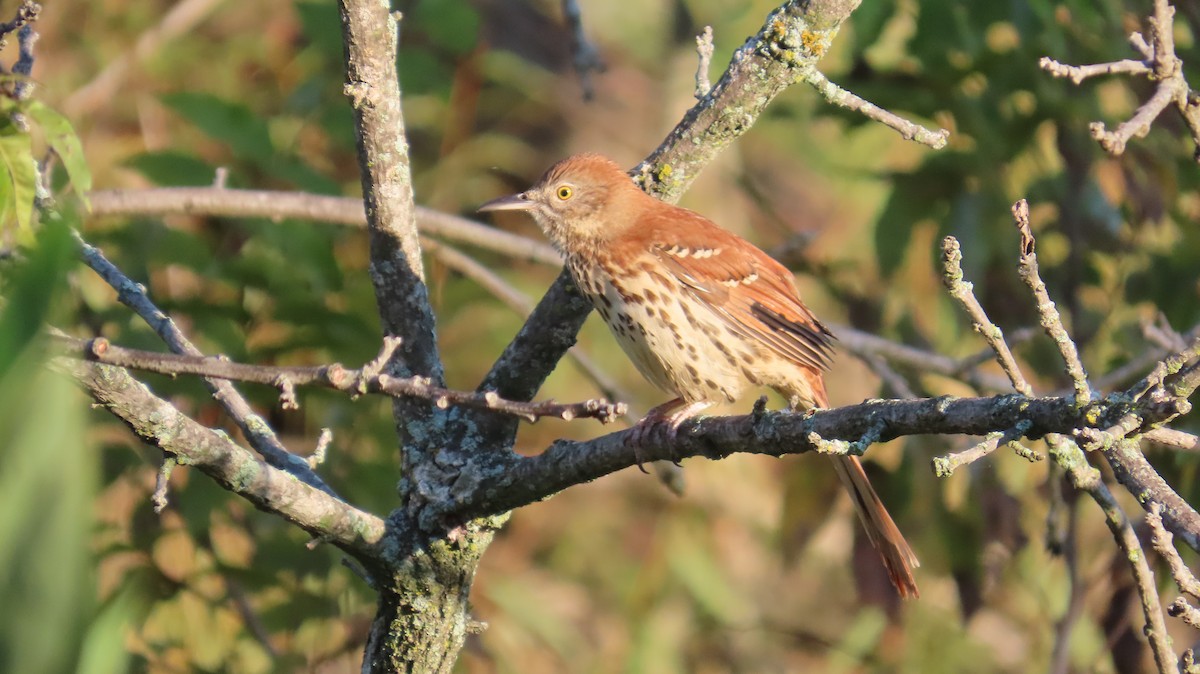 Brown Thrasher - ML643543809