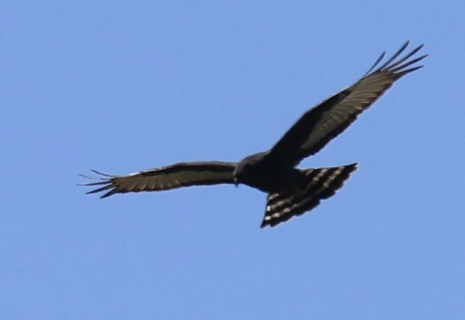 Black Harrier - ML643543810