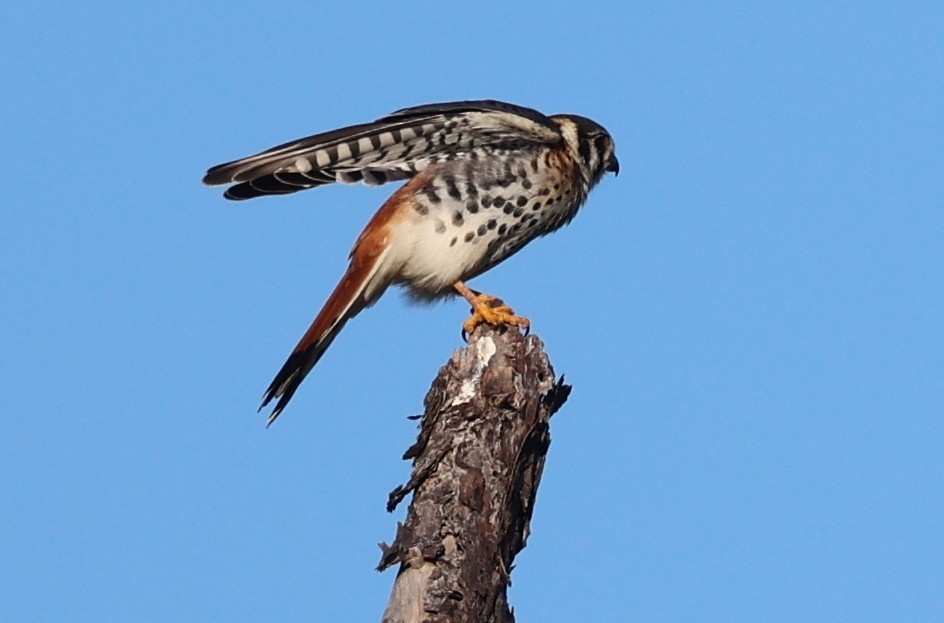アメリカチョウゲンボウ - ML643543812