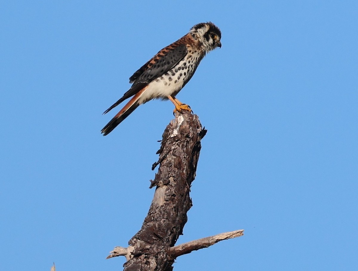 アメリカチョウゲンボウ - ML643543815