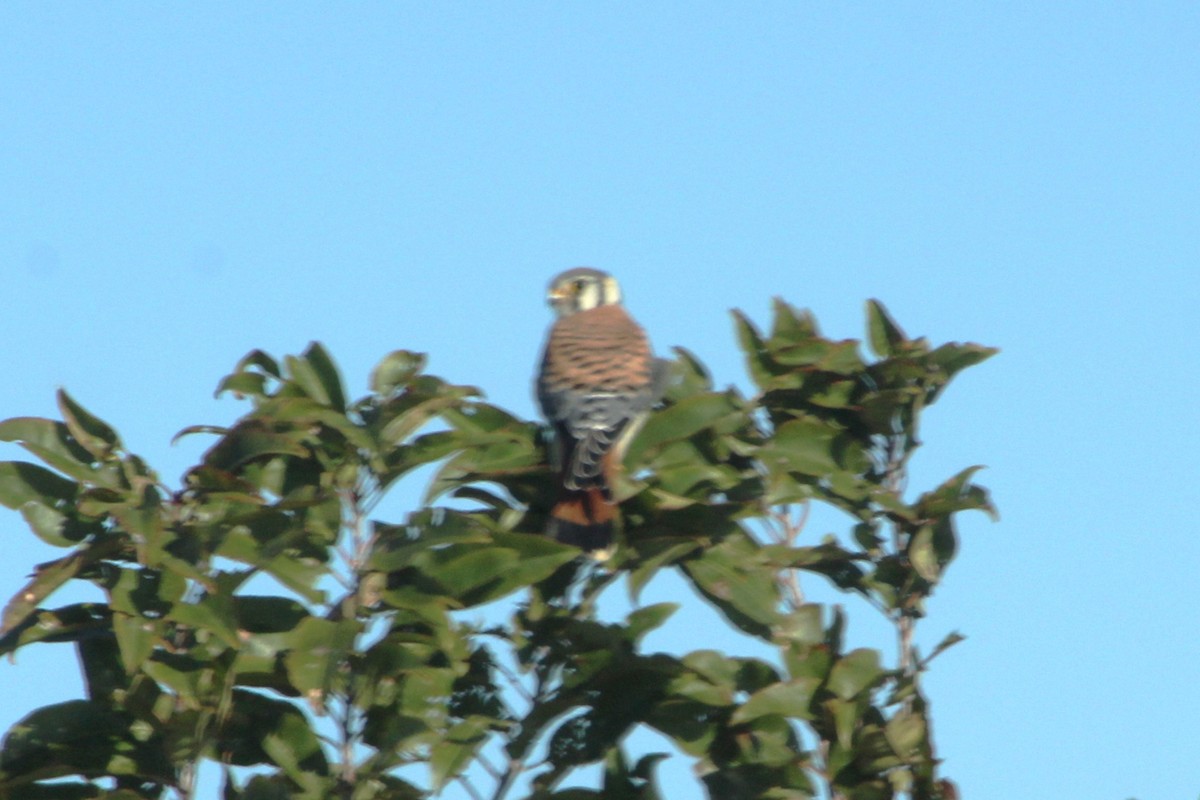 アメリカチョウゲンボウ - ML643543821