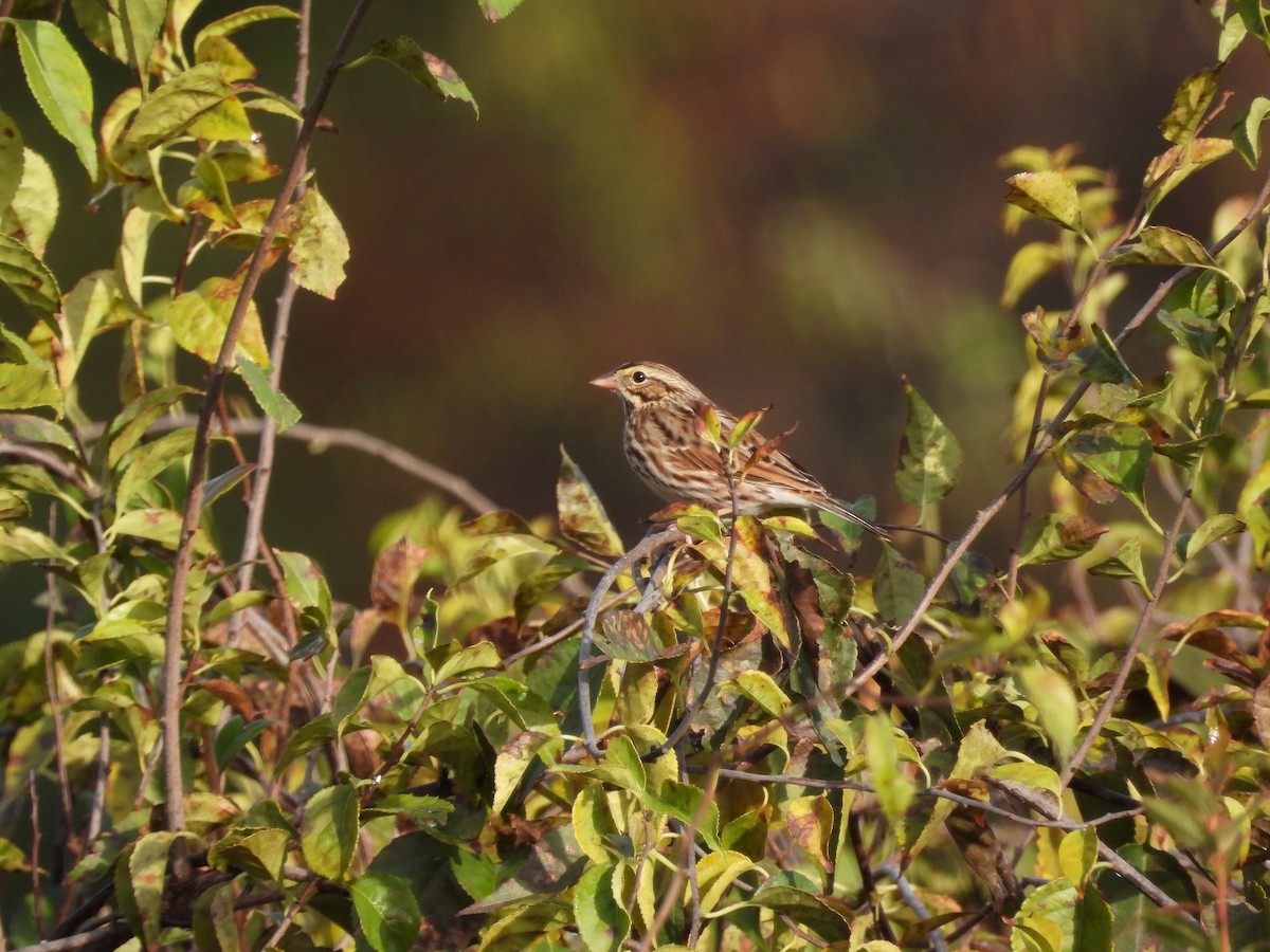 Savannah Sparrow (Savannah) - ML643543831