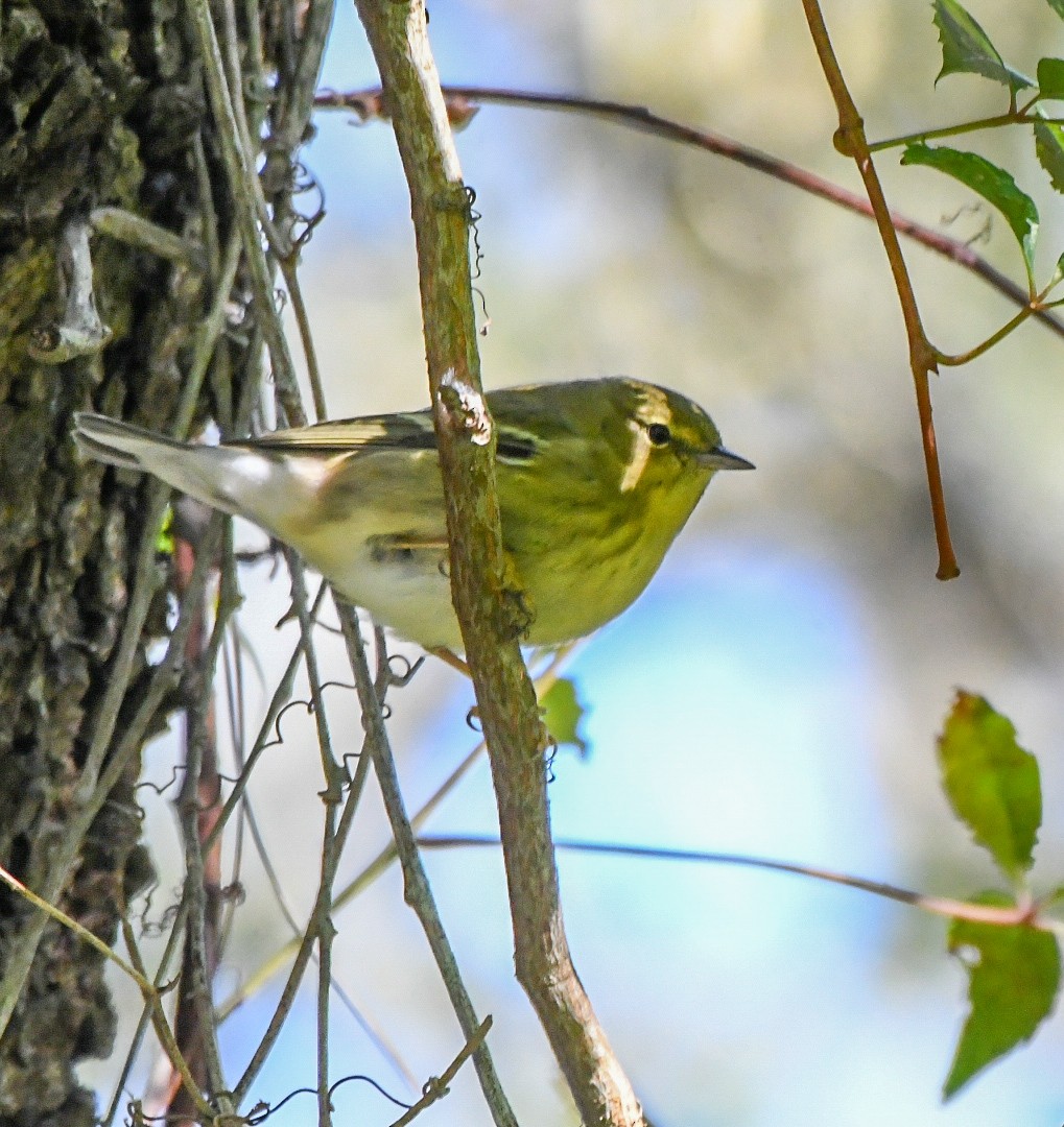 Blackpoll Warbler - ML643543833