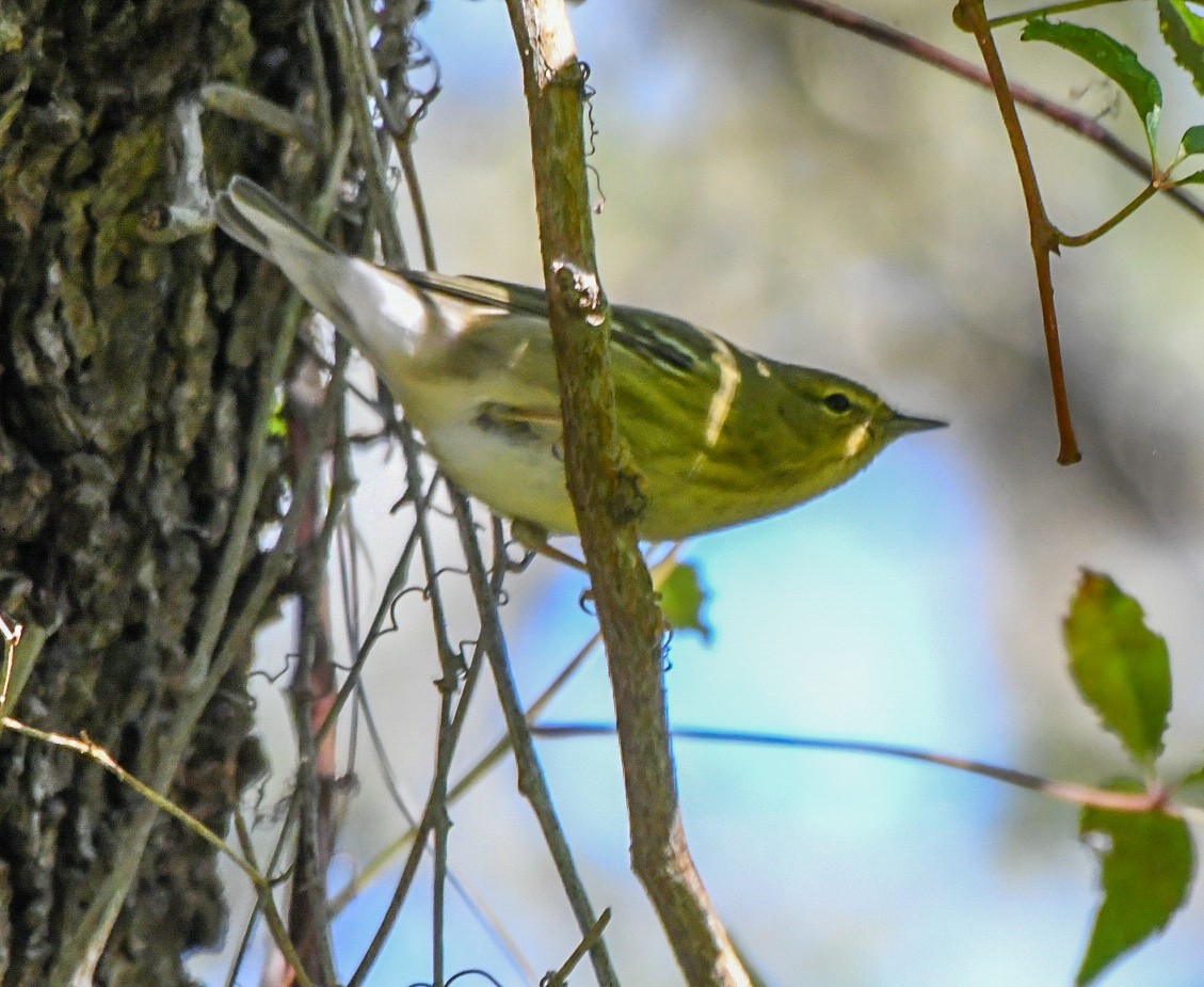 Blackpoll Warbler - ML643543834
