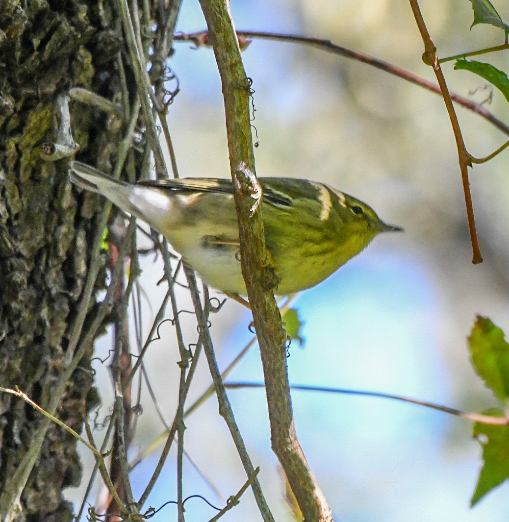 Blackpoll Warbler - ML643543835