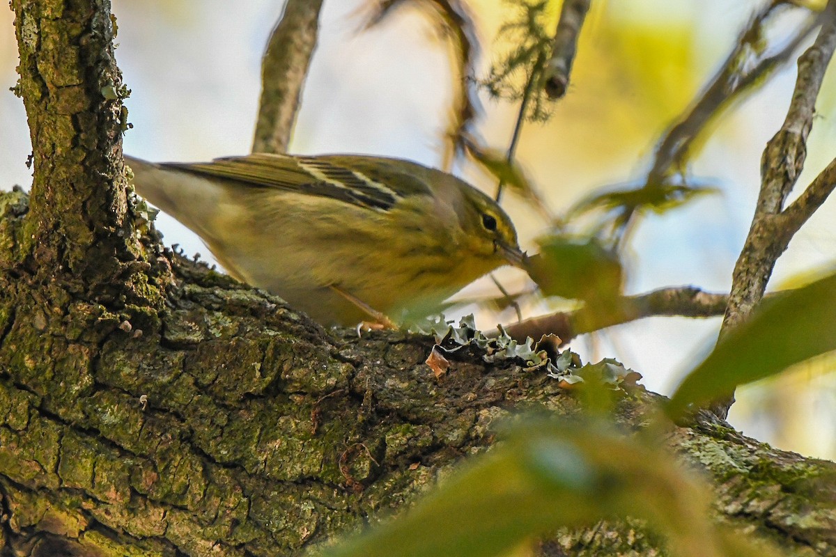Blackpoll Warbler - ML643543836