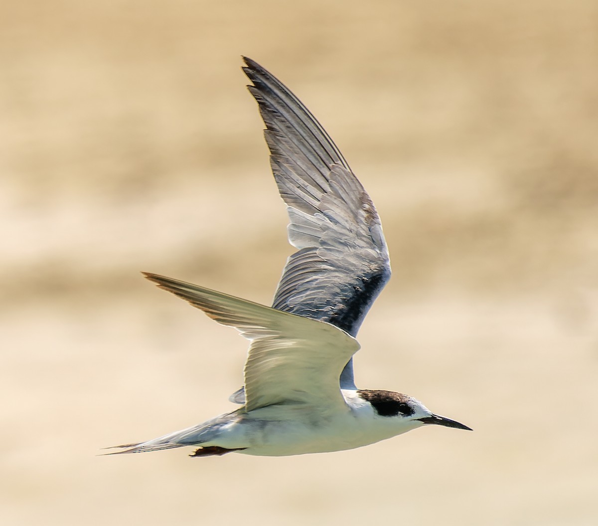 White-cheeked Tern - ML643543838