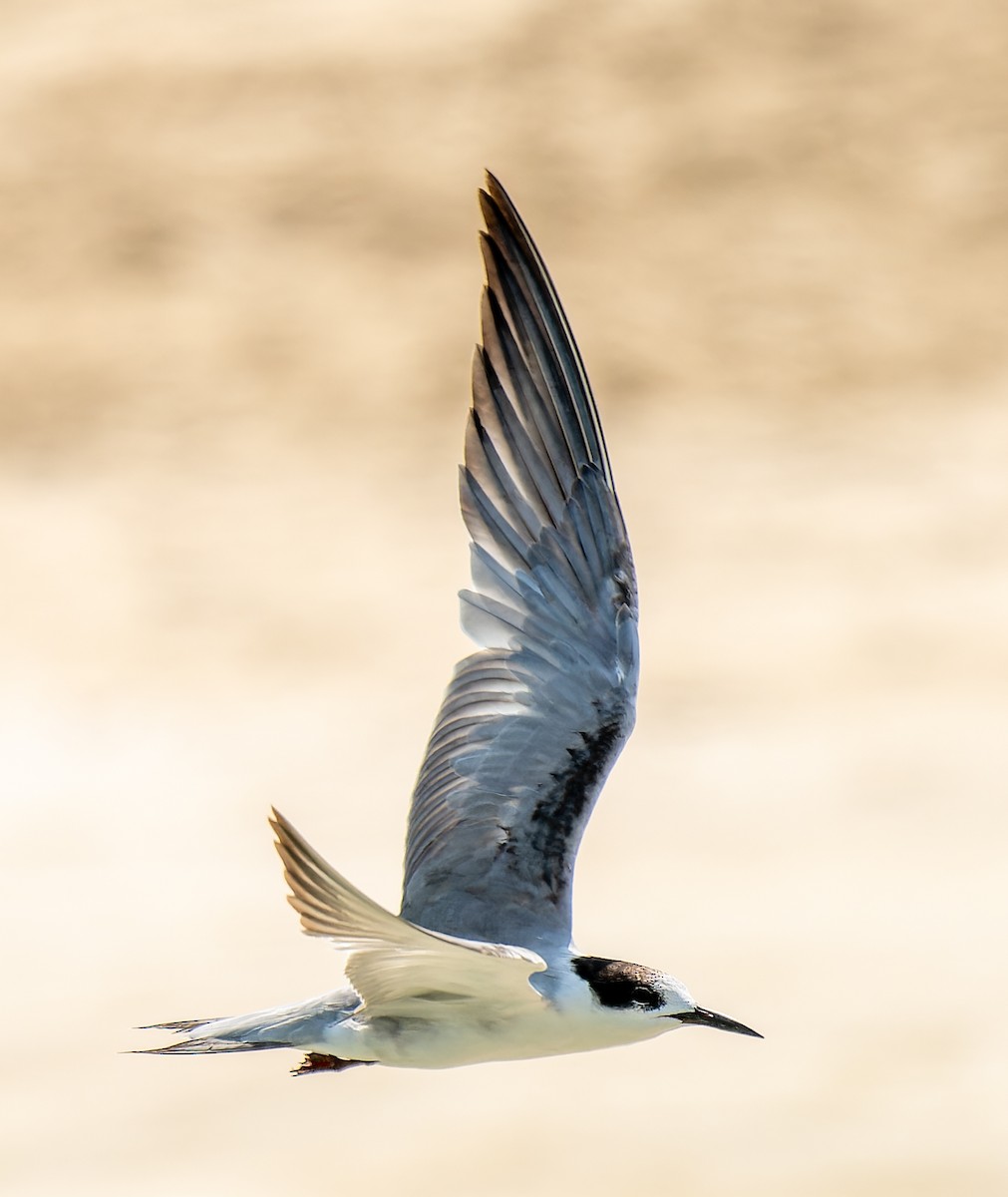 White-cheeked Tern - ML643543839