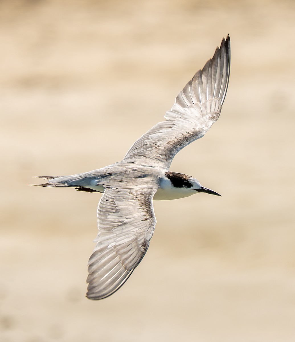 White-cheeked Tern - ML643543840