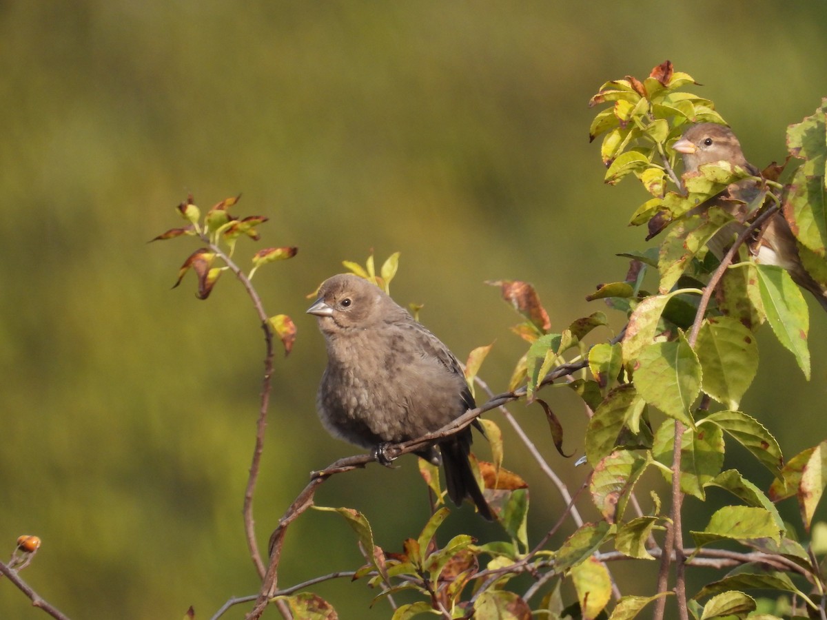 Brown-headed Cowbird - ML643543841