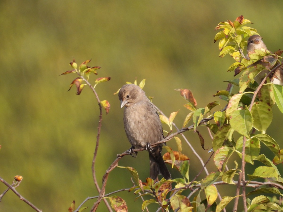 Brown-headed Cowbird - ML643543856