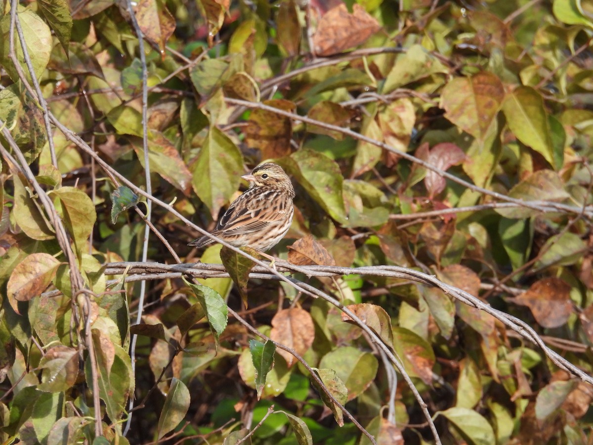 Savannah Sparrow (Savannah) - ML643543862