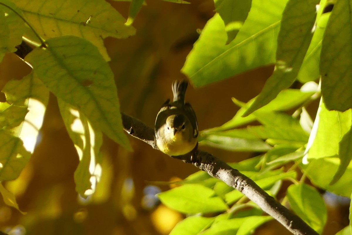 アサギアメリカムシクイ - ML643543867