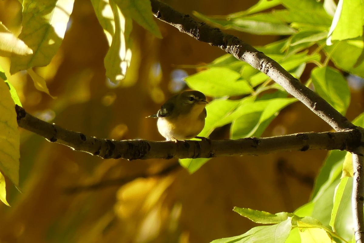 アサギアメリカムシクイ - ML643543868