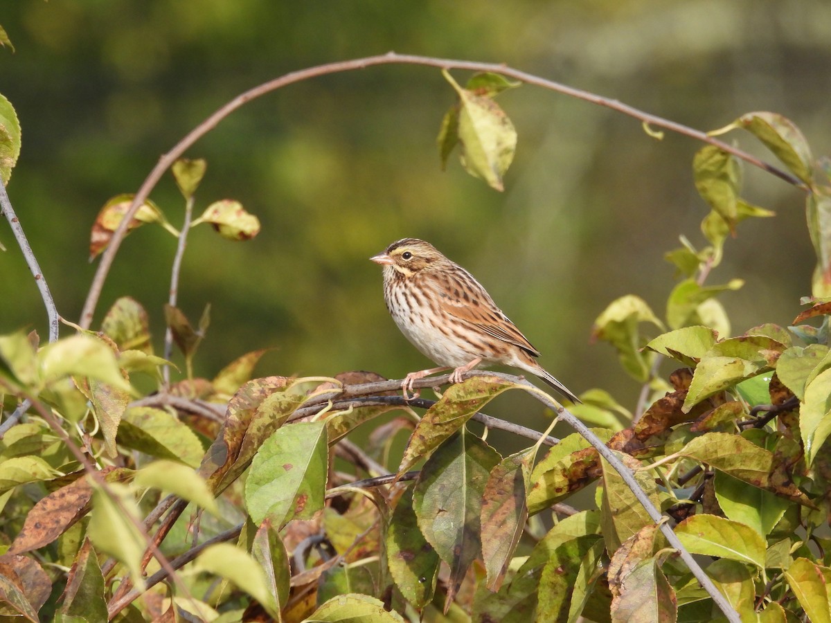 Savannah Sparrow (Savannah) - ML643543869