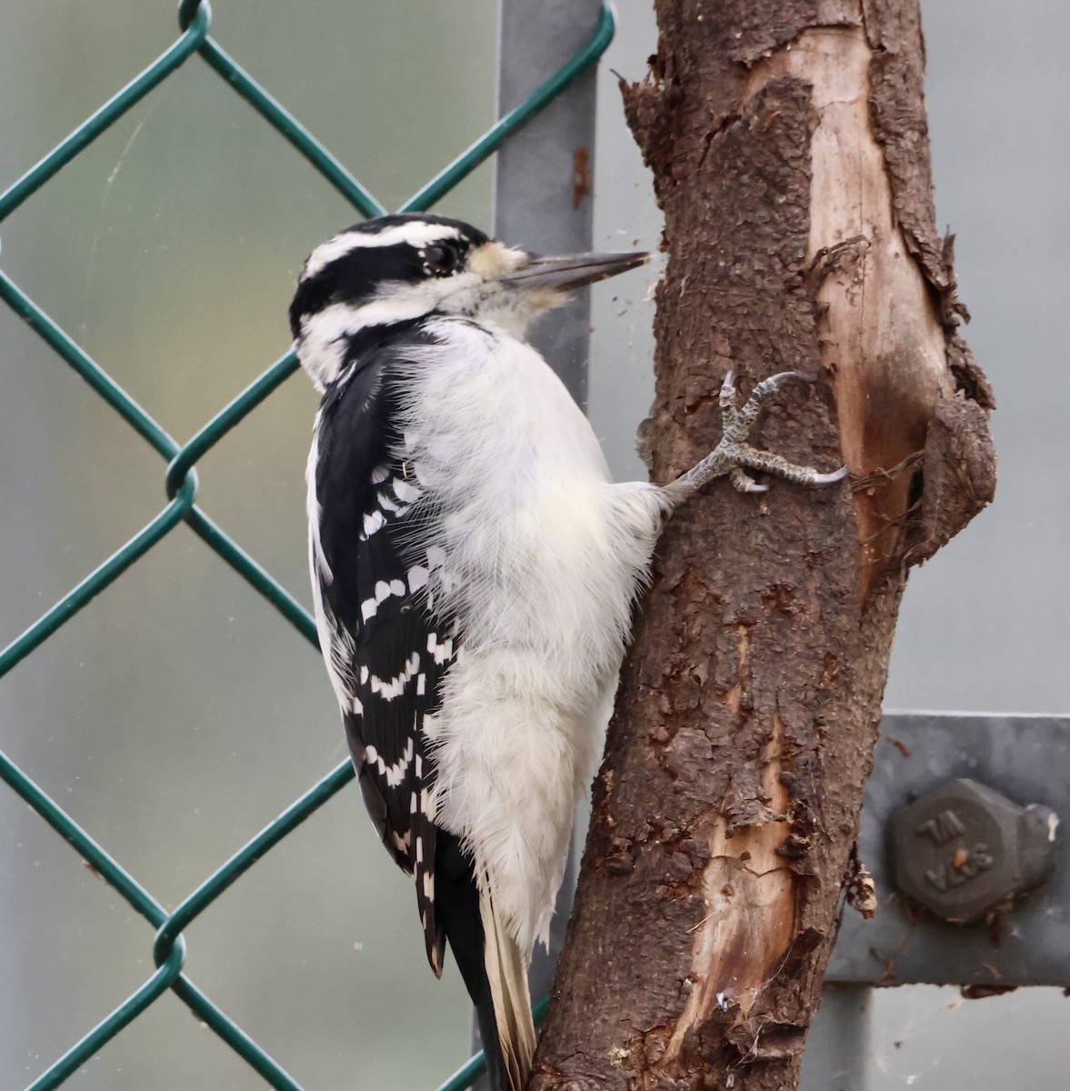 Hairy Woodpecker - ML643543875